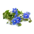 thumbnail image 2 of 25 CREEPING BLUE SPEEDWELL Veronica Repens Groundcover Flower Seeds, 2 of 8
