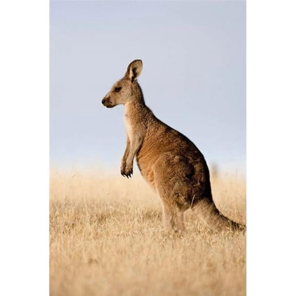 Eastern Grey Kangaroo Portrait Lateral View Poster Print by Martin Zwick - 12 x 18 in.
