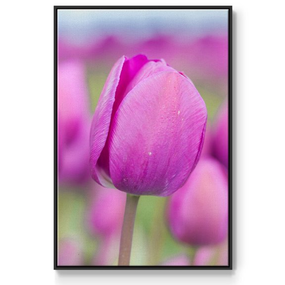 Magenta Stem Framed Premium Gallery Wrapped Canvas - Ready to Hang