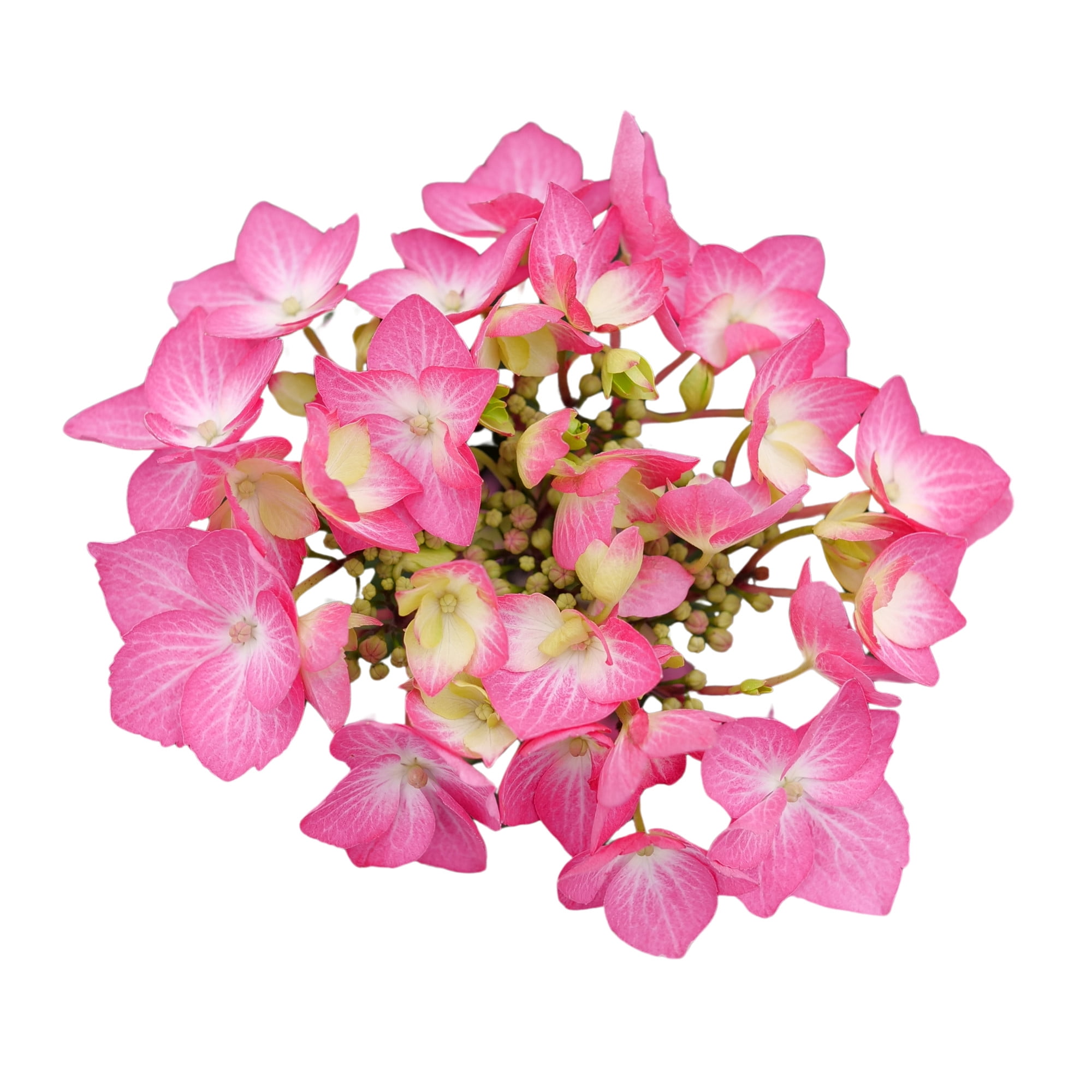 Proven Winners ColorChoice 5" Multicolor Let's Dance Hot Stepper Continuous Blooming Hydrangea Live Plant in 4.5" Pot (4 Count)