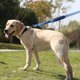 thumbnail image 4 of Correa para perro Pet Gear de 1,5 m de largo acolchada con dos asas resistente correa de doble asa para entrenamiento de seguridad controlada correa para perros grandes o medianas Ormromra 2034532-3, 4 of 8