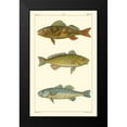 thumbnail image 2 of Pretre 10x14 Black Modern Framed Museum Art Print Titled - Freshwater Fish I, 2 of 5