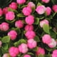 thumbnail image 3 of Matsuzay 10 unidades/juego de flores artificiales de bajo mantenimiento y larga duración para cualquier ocasión, plantas de apariencia Decoración del hogar naranja 1, 3 of 6