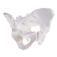 thumbnail image 4 of Modelo de Pelvis Femenina Modelo de Pélvico de Tamaño Natural para Estudio de Biología de Anatomía Médica, Decoración Zulema Estatua humana de la pelvis femenina, 4 of 5