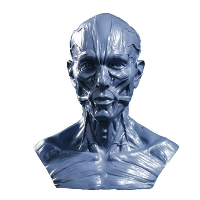 Xingzhi 4 Human Model Anatomy Skull Head Muscle Artist Drawing Grey Grey