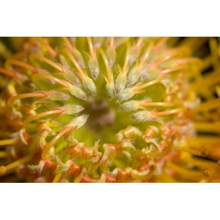 Close-Up Top View Red Pin Cushion Protea Blossom Or Leucospermum Texture Detail Canvas Art - Ron Dahlquist Design Pics (34 x 22)