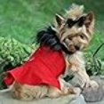 thumbnail image 3 of Doggie Design Wool Fur Trimmed Dog Harness Coat with Leash (M, Red), 3 of 4