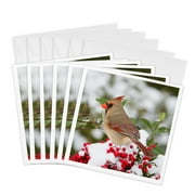 3dRose, Northern Cardinal female in Nandina bush in winter Marion Co. IL, 6 Greeting Cards with envelopes
