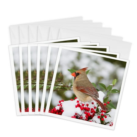 3dRose, Northern Cardinal female in Nandina bush in winter Marion Co. IL, 6 Greeting Cards with envelopes