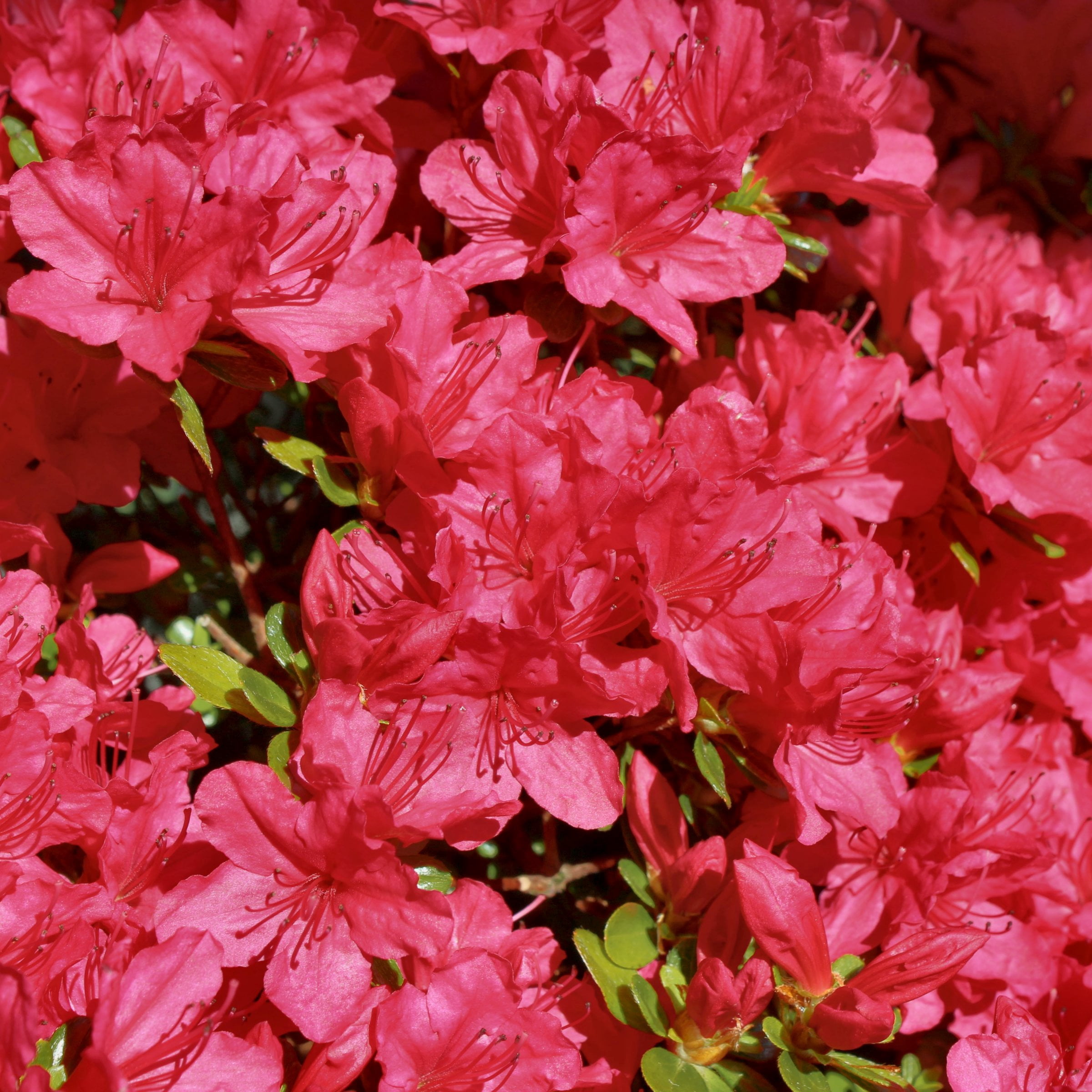National Plant Network 3 gal. Hershey Red Azalea Shrub with Red Flowers