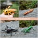 thumbnail image 4 of 1 Juego de 16 Uds. De modelos de insectos de simulación, juguetes cognitivos para niños (Color aleatorio), 4 of 6