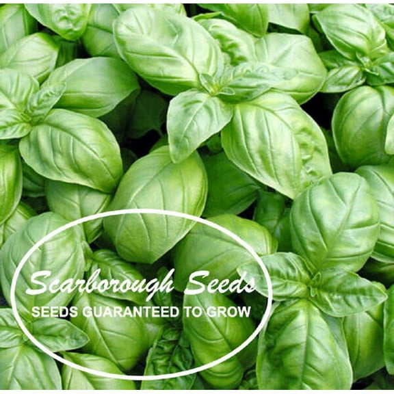 Scarborough Seeds (Ocimum Basilicum) Genovese Basil 500 Seeds Heirloom Non-GMO Annual Herb , USA