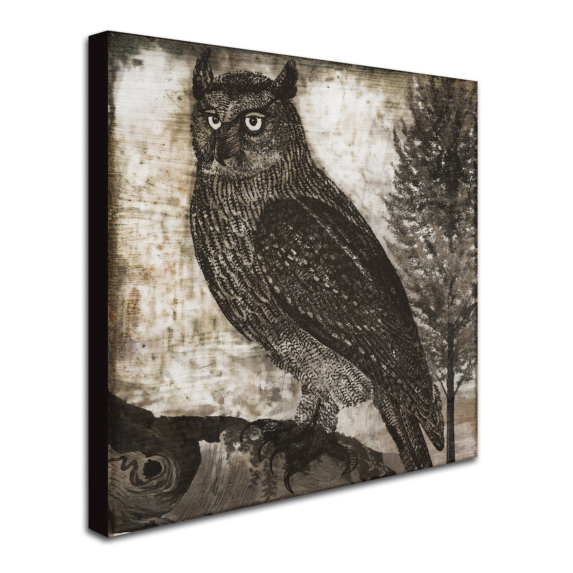 Trademark Fine Art "Owl 2" Canvas Art by Color Bakery