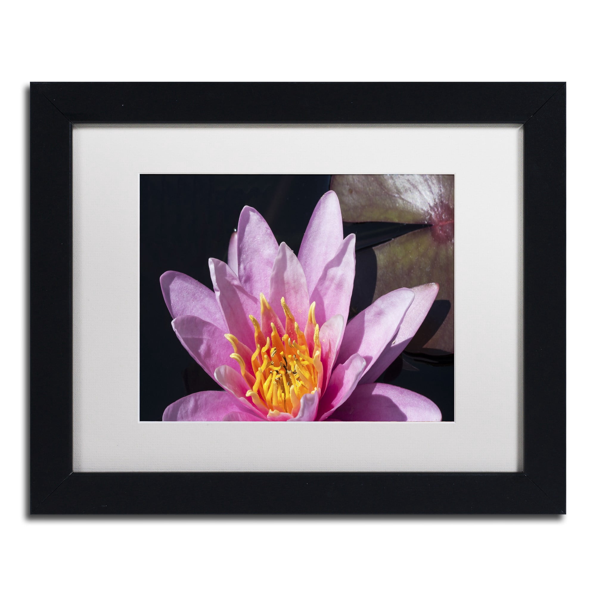 Trademark Fine Art "Pink Lotus" Canvas Art by Kurt Shaffer White Matte, Wood Frame
