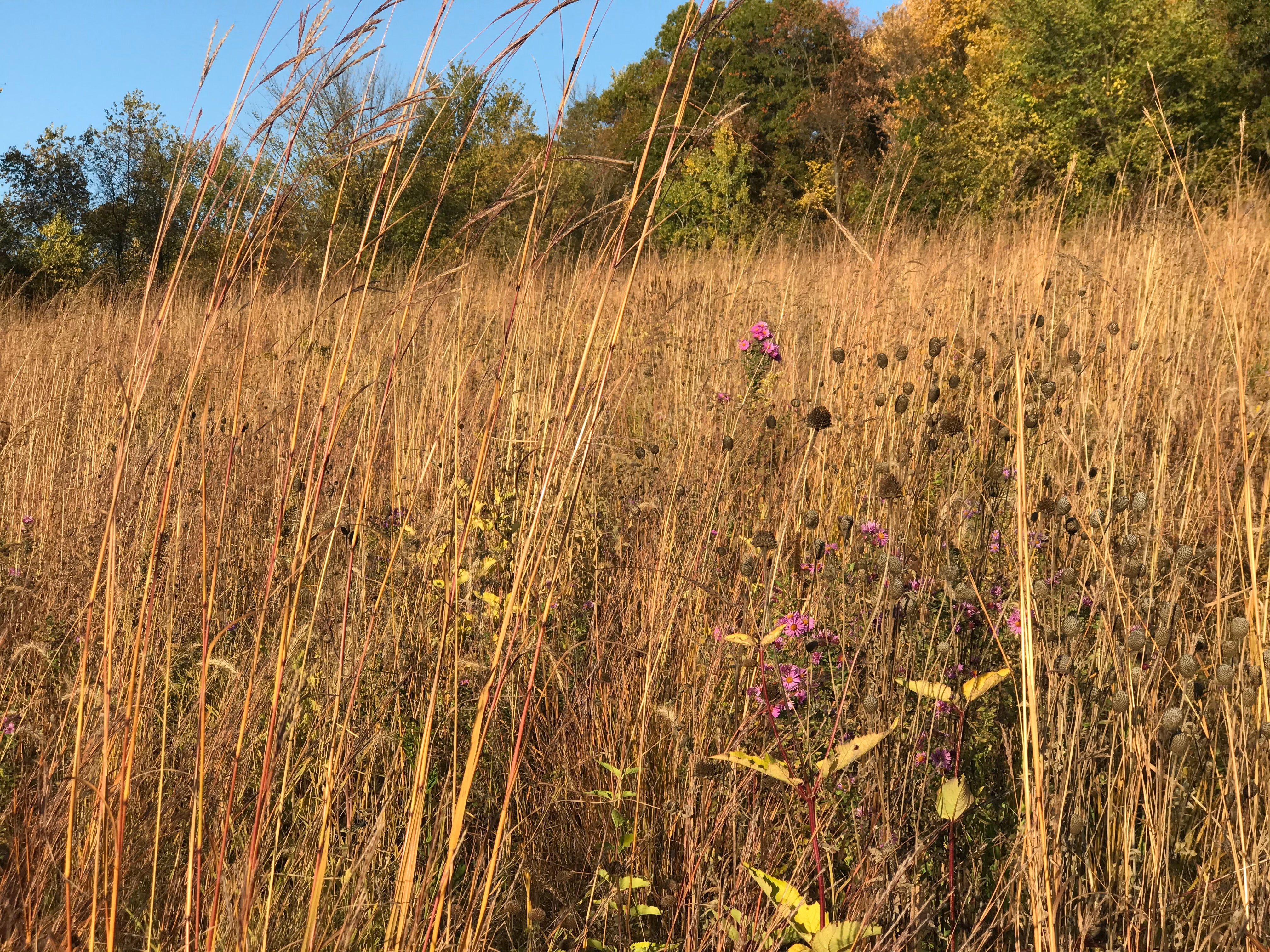 Hale Habitat & Seed Native Grass Seed Refuge, Deer & Wildlife Cover, 1/4 Acre