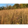 thumbnail image 4 of Hale Habitat & Seed Native Grass Seed Refuge, Deer & Wildlife Cover, 1/4 Acre, 4 of 5