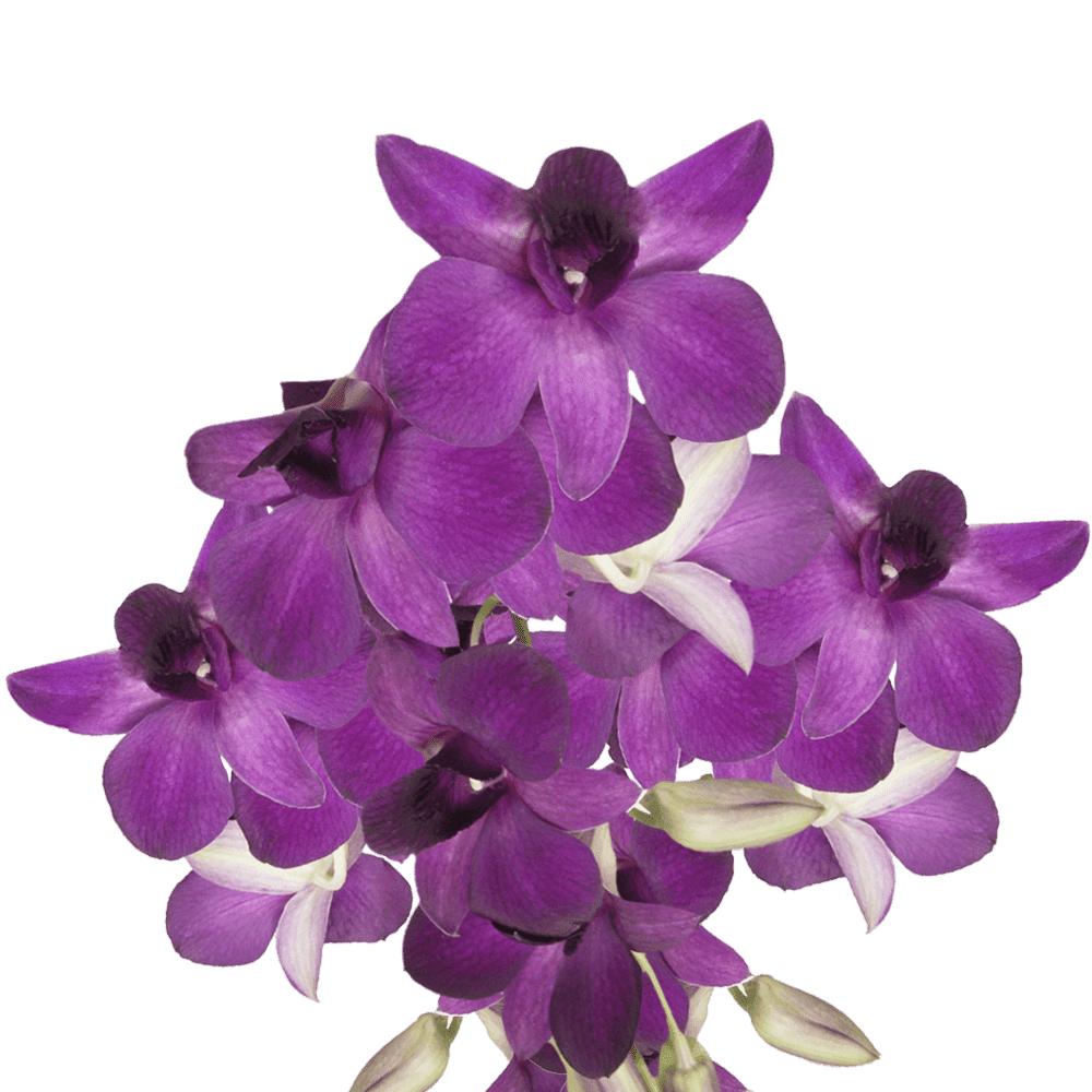 20 Viola Dendrobium Orchid Flowers Beautiful Fresh Cut Flowers Express Delivery Walmart Com Walmart Com