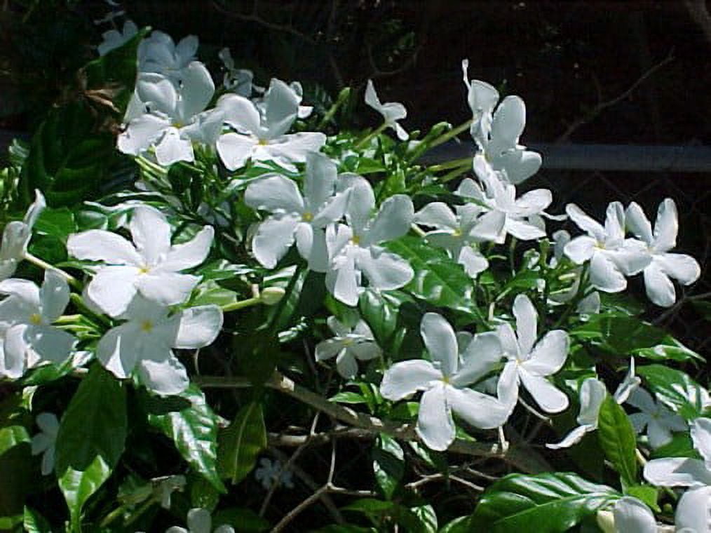 Ohio Grown Arabian Tea Jasmine Plant - Maid of Orleans - 2.5" Pot