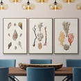 thumbnail image 2 of Knorr Shells & Coral IV - Framed Premium Gallery Wrapped Canvas L Frame 3 Piece Set - Ready to Hang, 2 of 9