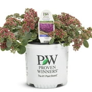 Angle View: Proven Winners 8" Green and Red Sedum Live Plant Hanging Basket