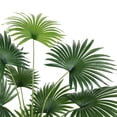 thumbnail image 5 of SAFAVIEH Faux Palm 72"Potted Tree, Green, 5 of 7