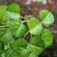 thumbnail image 4 of Valla Valla de simulación Valla Valla telescópica Flores falsas Hojas verdes Valla de jardín Valla, 4 of 5
