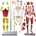 thumbnail image 4 of SCIENCE TO THE MAX INTERACTIVE HUMAN BODY 2331, 4 of 7