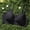 Black, variant on Women Shiny Glitter Thin Adjustable Strap V Neck Seamless Wireless Bra Smooth Molded Cup Buttery Soft High Stretch Invisible Natural Lift Skin Friendly Fashion Basic Lingerie Bra Black XL