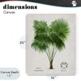 thumbnail image 4 of Stupell Industries Tropical Fan Palm Vintage Study Canvas Art, 16 x 20, by Val Rhodes, 4 of 8