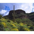 thumbnail image 2 of Talbot Frank, Christopher 30x26 Gold Ornate Wood Framed with Double Matting Museum Art Print Titled - Arizona, Saguaro Cacti in Organ Pipe Cactus NM, 2 of 4