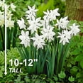 thumbnail image 4 of Garden State Bulb Narcissus Triandrus Thalia Daffodil Flower Bulbs, 14/16cm (Bag of 100), 4 of 8