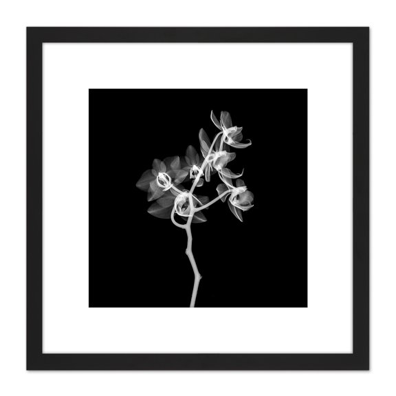 Schwartz NJIT Transparent Orchid Greyscale X-Ray Photo 8X8 Inch Square Wooden Framed Wall Art Print Picture with Mount