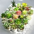 thumbnail image 4 of Plantas de peluche simuladas Plantas en macetas de cerámica Bonsái de peluche simulado Flores simuladas Decoración de interiores Plantas verdes, 4 of 5