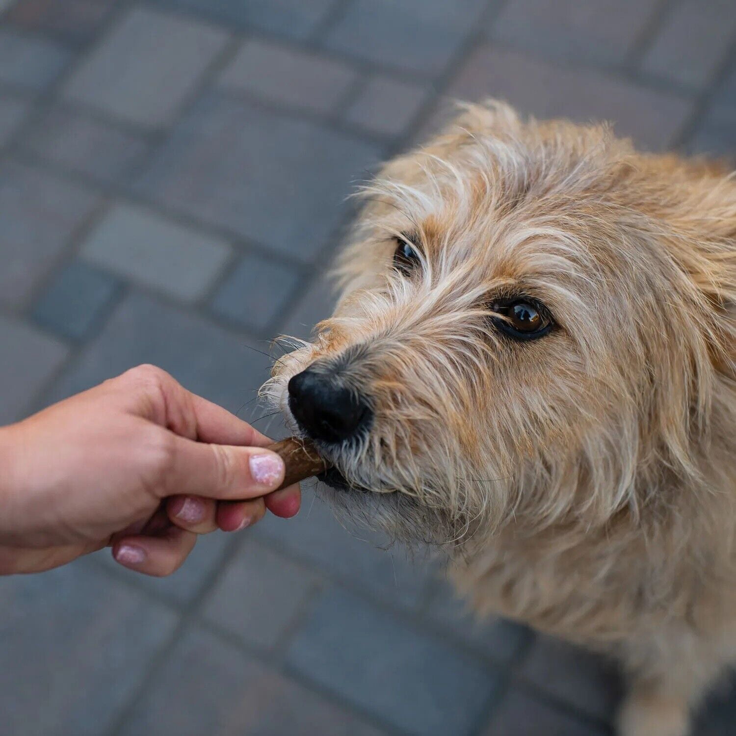 Natural Sausage Recipe Dog Treats Preservative Free Chicken or Beef (Chicken)