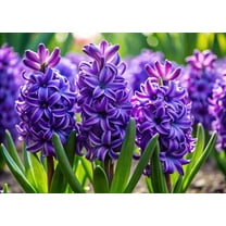 Purple Hyacinth Bulbs - Grow Indoors Now - Flower Bonsai - Pre Chilled (5 Bulbs)