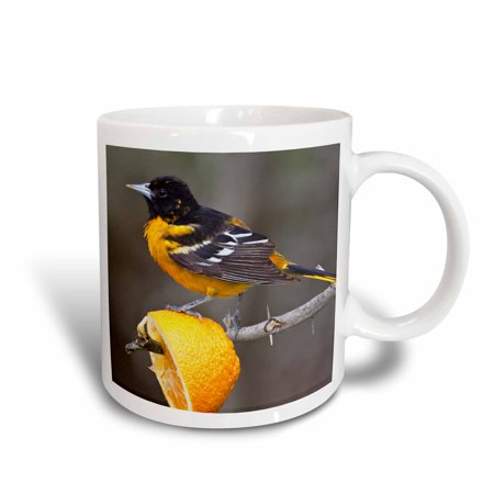 3dRose South Padre Island, Texas, Baltimore Oriole bird - US44 LDI0230 - Larry Ditto, Ceramic Mug, 15-ounce