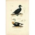 thumbnail image 2 of Remond, N. 11x14 Black Ornate Wood Framed with Double Matting Museum Art Print Titled - Antique Duck Study I, 2 of 4