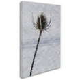 thumbnail image 2 of Trademark Fine Art "Dead of Winter Detail" Canvas Art by Kurt Shaffer, 2 of 3