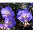 thumbnail image 2 of Midnight Dark Reiter Hardy Geranium - Dwarf - Bronze Foliage - Quart Pot, 2 of 2