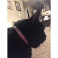 thumbnail image 5 of Collar ajustable de terciopelo suave para gato con campanas, 11.8 pulgadas para perros pequeños y gatos, collar de gato con diamantes para gatos y perros, suministros para mascotas, manga para cuello, 5 of 5