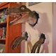 thumbnail image 2 of Estatua de dinosaurio 3D, decoración de dinosaurio, pared rota, accesorio colgante de dinosaurio que estalla, adornos de resina de dinosaurio (amarillo) oso de fresa Electrónica, 2 of 5