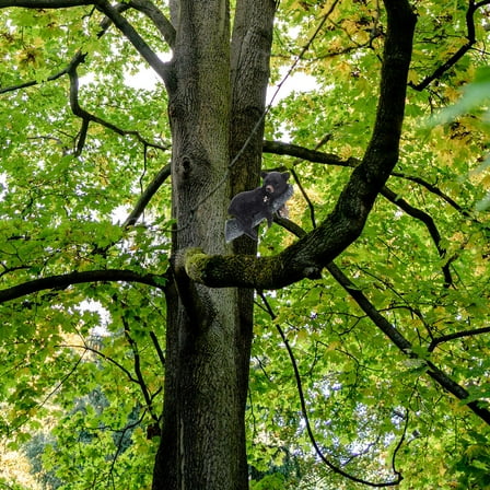 AURARMLET Bear Garden Statue Outdoor Decoration Black Resin Animal Figurine for Yard Patio Lawn 1 Set