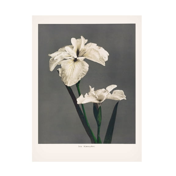 Trademark Fine Art Pictufy Iris KAbmpferi Canvas Wall Art