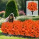 thumbnail image 5 of Artificial Morning Glory Ground Plant Faux Flower,Front Door Wreath Style Wall Hanging Spring Summer Home Decor, 5 of 5