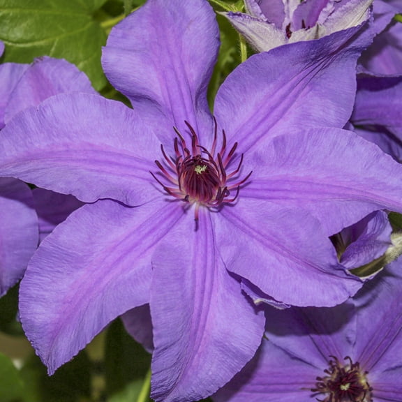 Ilka Purple Flowering Clematis Vine Dormant Bare Root Perennial Starter Plant, One Plant per Offer