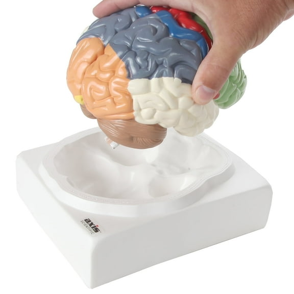 Axis Scientific Human Brain Model - 2-Part Anatomy Model with Colored Regions, Includes Base and Manual