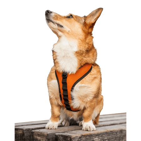 UPC: 0810080630710 | K9 Sport Harness with Optional Custom Embroidery