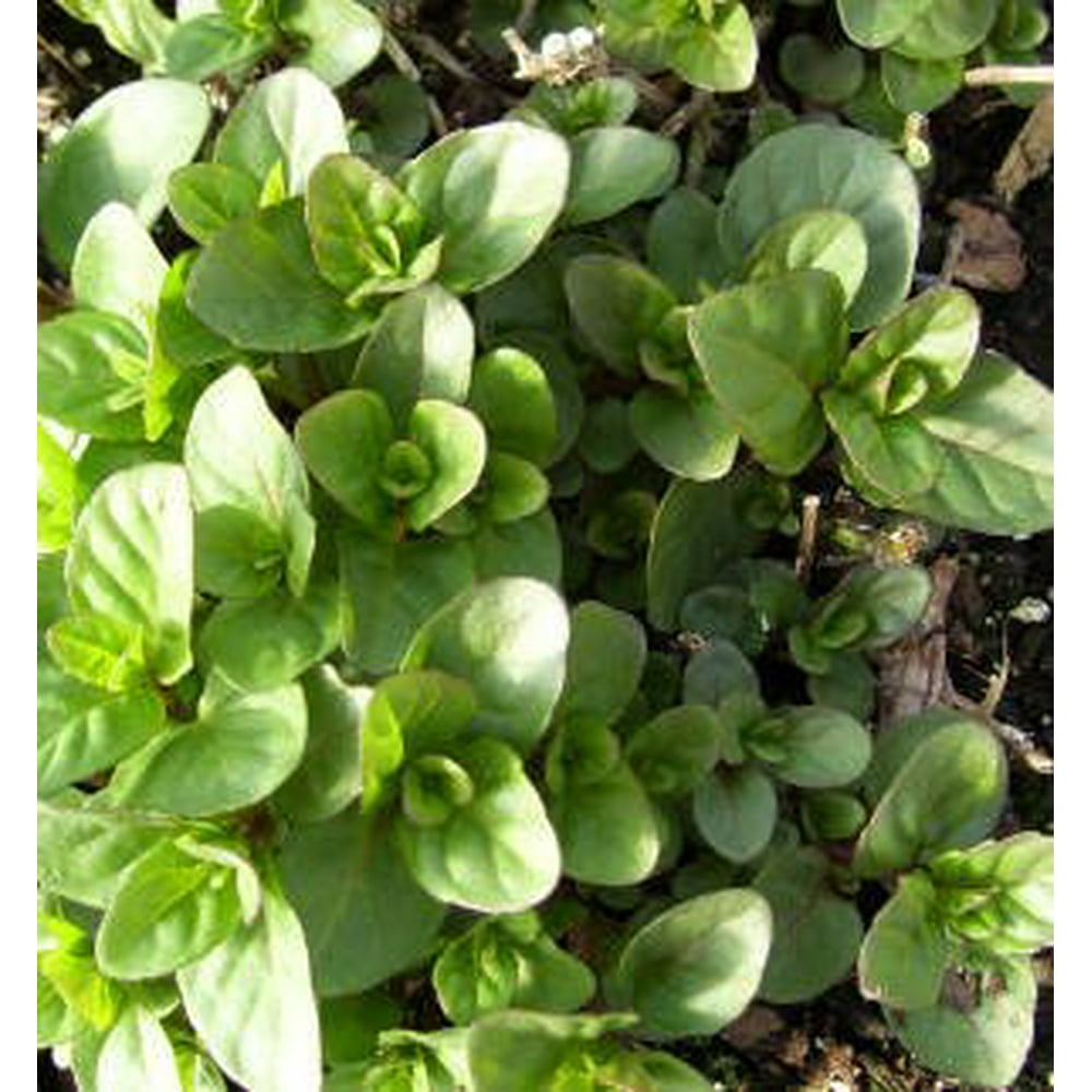 Clovers Garden Orange Mint Plant Two (2) Live Plants