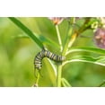 thumbnail image 2 of Day, Richard and Susan 14x11 White Modern Wood Framed Museum Art Print Titled - Monarch-Danaus plexippus-caterpillar on Swamp Milkweed-Asclepias incarnata-Marion County-Illinois, 2 of 4