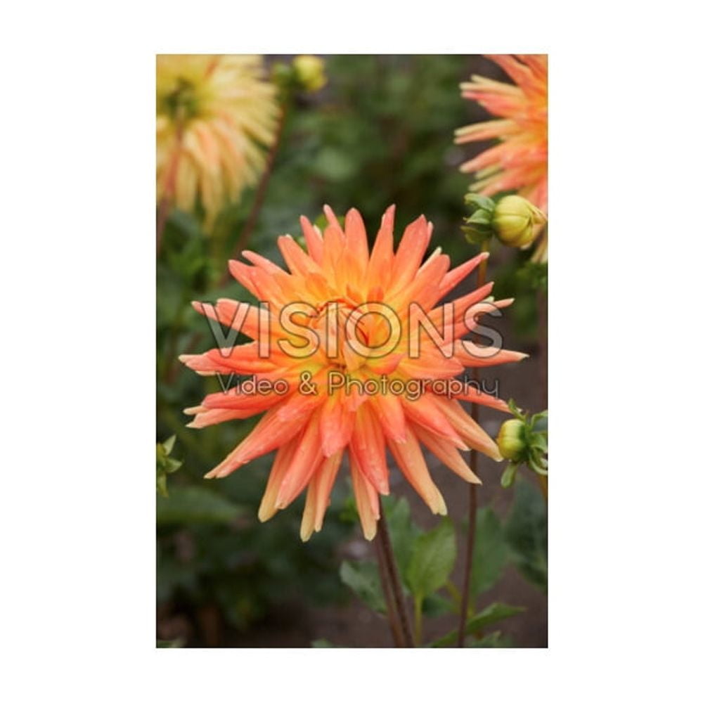 TASC Dahlia Decorative Motto